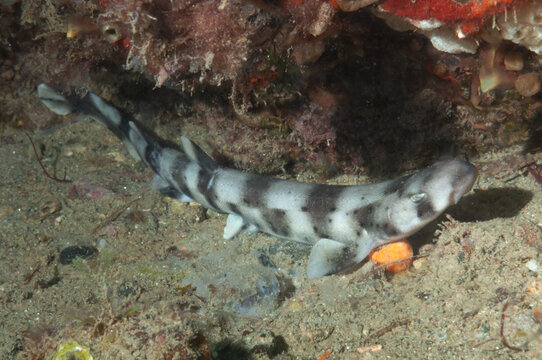giovane esemplare di squalo gattuccio, Scyliorhinus canicula, 