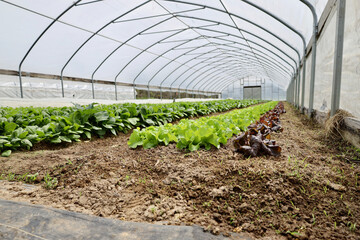 Rows of lettuce in farm greenhouse