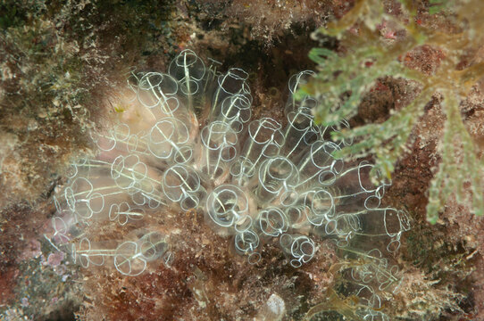 Colonia di ascidie, del genere Clavelina, su rocce