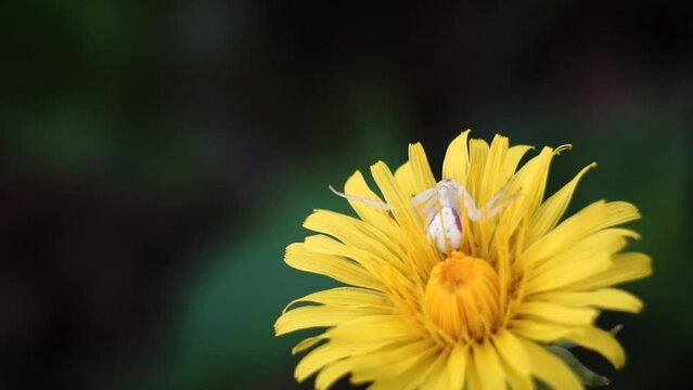 White Crab Spider waits to catch prey on yellow dandelion in macro up close video