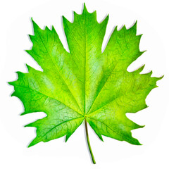 illustration of a green maple leaf isolated on a white background - obrazy, fototapety, plakaty