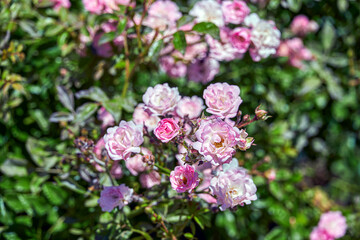 Rosa gallica, better known as Provence rose, French rose, Rococo rose, Castilian rose, among others.