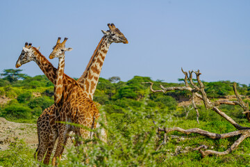tower of giraffe in wild crossing long neck