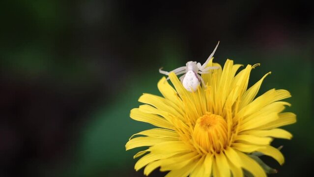 White Crab Spider waits to catch prey on yellow dandelion in macro up close video