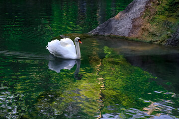 white swan on a green forest lake, pond, wild bird, nature reserve, park, birdwatching, national park, harmony, ecology, pure nature, earth day, ornithology, summer day, space for text, environmental
