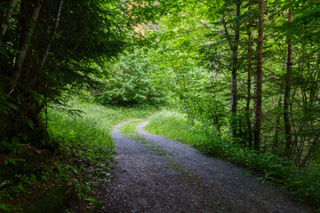 Fototapeta premium Feldweg durch eine grüne Landschaft