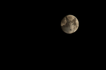 Wolf head silhouette on full moon