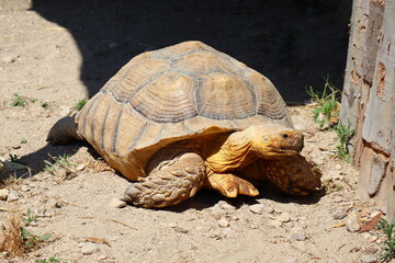 Obraz premium African Spurred Tortoises (Scientific Name: Centrochelys sulcata)