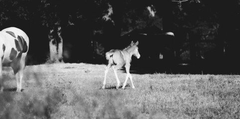 Foal horse in Texas field during summer for farm and ranch lifestyle.