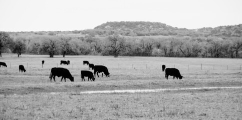 Black angus beef cattle grazing in Texas landscape with hills in background.
