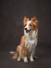 portrait of a funny border collie on a brown background canvas. Adorable pet in the studio