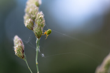Araniella sp - Araignée verte