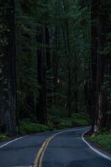 Fototapeta premium Avenue of the Giants, Humboldt State Park, California