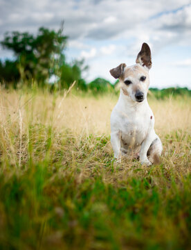 Jack Russell 