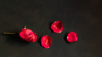 Red flower shedding its petals. Concept of loneliness and sadness