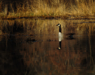 Autumn Goose
