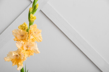 Beautiful gladiolus flower near light wall, closeup