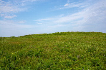 ピンクのフウロソウが咲く浜辺の丘
