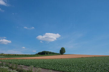 夏の丘の畑に立つシラカバの木
