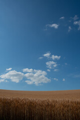 Fototapeta premium 黄金色の麦畑と青空 