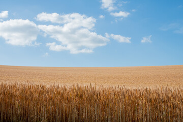 黄金色の麦畑と青空
