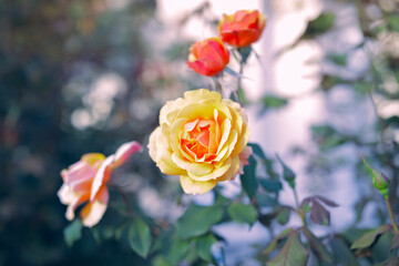 A colorful photo of a Rosa 
