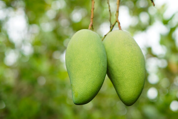Selective focus on green mango fruits in garden. Seasonal and agriculture crops in Thailand.  