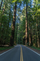 Avenue of the Giants, Humboldt State Park, California