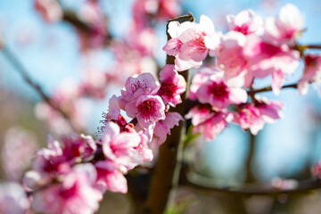 Blooming branches of peach trees on a bright sunny day