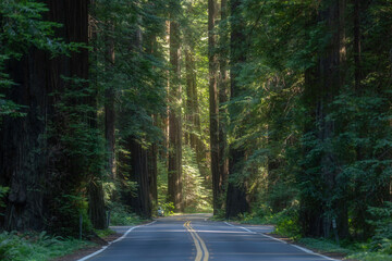Avenue of the Giants road in Humboldt State Park, California