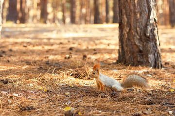 Cute squirrel in autumn forest on sunny day