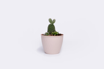 cactus in a pot on a white background, gardening, indoor plant, hobby, ecology, space for text, spring, plant, succulent
