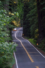 Obraz premium Car driving in redwood forest in California