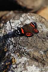 New Zealand red admiral butterfly, or kahukura, sunbathing on an old log. Portrait orientation, with space for text or graphics.