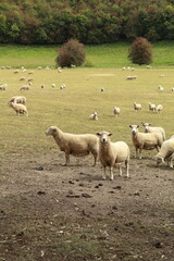Obraz premium sheep in paddock with trees and shrubs
