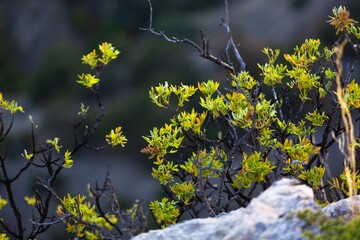 Grass with beautiful mount yellow flowers