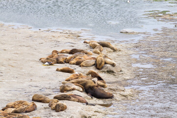 Fototapeta na wymiar Elephant seals on Caleta Valdes beach, Patagonia, Argentina
