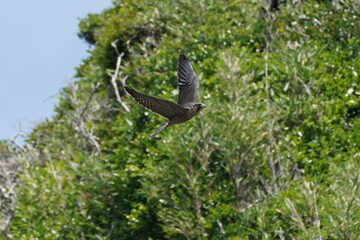 peregrine falcon in a cliff