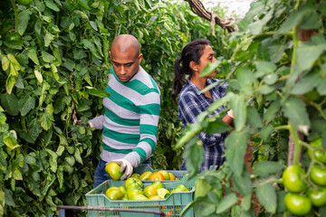 Latina people seasonal workers harvesting green tomatoes in hothouse