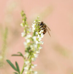 A Honeybee pollinating on a White Blossom Sweet Clover flower with a softly depicted, terra cotta background.