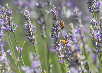 Fototapeta premium Honey bees collecting pollen from fresh blooming lavender flowers.