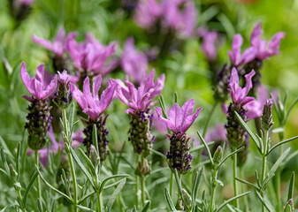 Spanish lavender (lat.- lavandula stoechas)