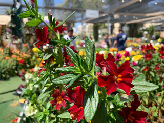 Obraz premium Tropical and subtropical flowering vines Mandevilla (lat.- mandevilla splendens)