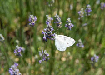 Pieris rapae butterfly, more commonly known as a Small Cabbage White or simply as White Butterfly, drinking nectar from blooming lavender flowers.