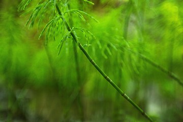Macro green three-leaved grass in forest, Clover in the Field. With three-leaved shamrocks
