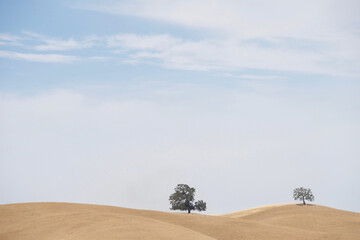 Rolling hills brown with drought parched grass, two lone trees growing on top. Blue sky with clouds.