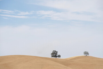 Fototapeta na wymiar Rolling hills brown with drought parched grass, two lone trees growing on top. Blue sky with clouds.