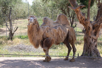 Camel (Scientific Name: Camelus Bactrianus) is a mammal of the Camelid family