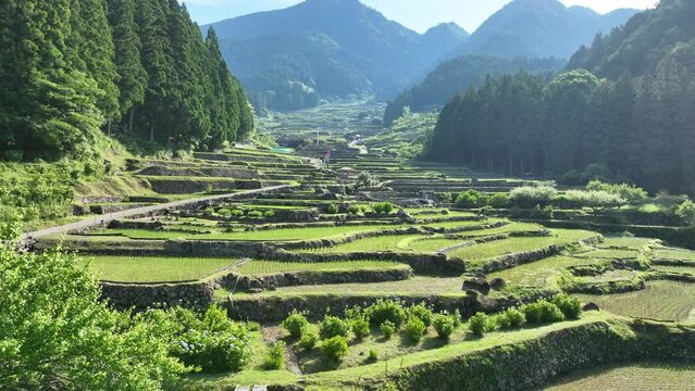 愛知県新城市の四谷千枚田をドローンで空撮。