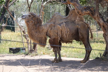 Fototapeta premium Camel (Scientific Name: Camelus Bactrianus) is a mammal of the Camelid family